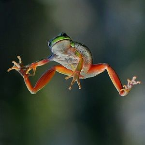 Meet your Posher, George